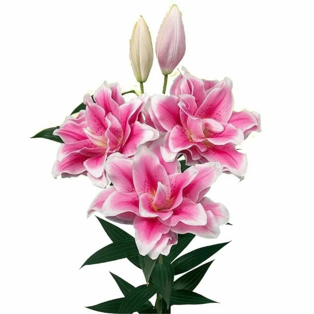 ROSELILY, OR - махровые