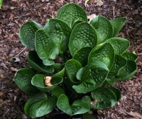 хоста Lakeside Lollipop - Чупа-Чупс