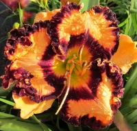 лилейник SPOOKTASTIC 