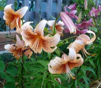 лилия Тайгер Бейбиз - Тигровая.