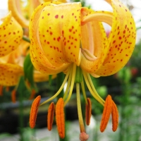 лилия Голден Морнинг Lilium Golden Morning