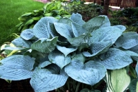 хоста Блю Гавайи