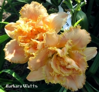 лилейник Барбара Уотс