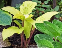 хоста Designer Genes - Дизайнер Дженис