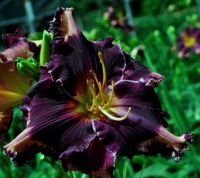 лилейник COIT TOWER  КОЙТ ТАУЭР 