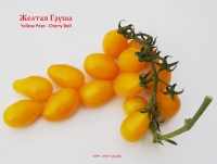 томат Желтая Груша ( Yellow Pear / Cherry Bell)