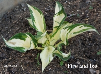 хоста Fire and Ice - ОГОНЬ и ЛЕД
