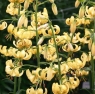 лилия Голден Морнинг Lilium Golden Morning