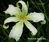 Лилейник Heavenly Angel Ice - Хевенли Энджел Айс