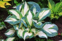 Хоста Andrew - Эндрю