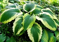 хоста Bridal Falls