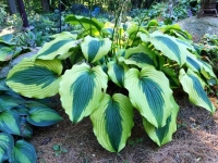 хоста  Goodness gracious 