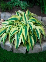 хоста  Лейксайд Драгонфлай 