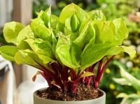 хоста Lemon Snap - Лемон Снэп