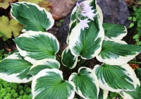 хоста ПАТРИОТ