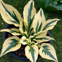 Хоста Пейсли Бордер 