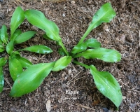 хоста Ripple - спорт от сорта Ripple Effect