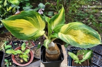  хоста THE QUEEN  ЗЕ КВИН - Королева. Страйк.