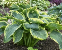 хоста Wu-La-La - Ву-Ла-Ла