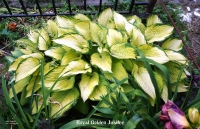 хоста Royal Golden Jubilee-  Золотой Юбилей Королевы 