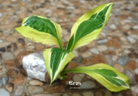 хоста Eros - Эрос