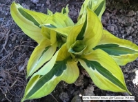 хоста Yellow Polka Dot Bikini - Йеллоу Полька Дот Бикини