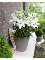 лилия САММЕР СНОУ 