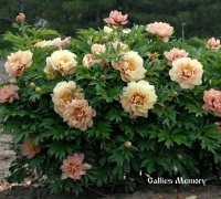 пион CALLIES MEMORY   КОЛЛИС МЕМОРИ