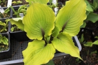 хоста Valley's Kumo 