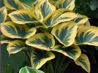 хоста Broadway Бродвей