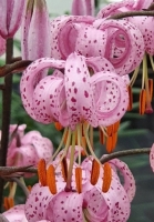 лилия Пурпл Морнинг - Purple Morning