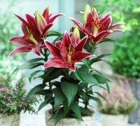 лилия МАГНИ КОРЗ