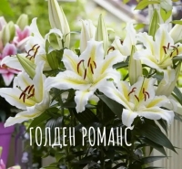 лилия ГОЛДЕН РОМАНС