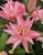 лилия СЕННА 