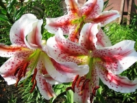 лилия ЭКСЕЛЬСИОР