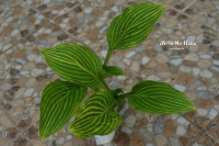 хоста Mito-No-Hana.  Мито-но-Хана.