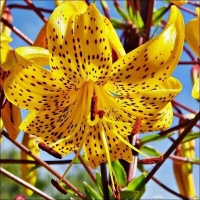 лилия ЛЕЙХТЛИНА Японский вид.