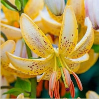 лилия ГВИНЕА ГОЛД