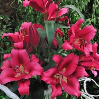 лилия БОРРЕЛЛО 