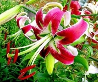 лилия БЛЭК БЬЮТИ