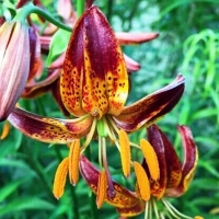 лилия АРАБИАН НАЙТ