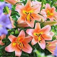 лилия САБАНЕТА 