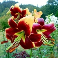 Лилия Ред Морнинг  Red Morning 