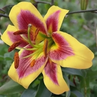 лилия РОБЕРТ СУОНСОН 