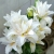 лилия ROSELILY ЗИТА лилия ROSELILY ЗИТА