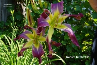 ГАРДЕН БАТТЕРФЛЯЙ. Садовая Бабочка.