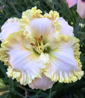 лилейник Great White Dove