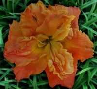 лилейник IRENE PERKINS