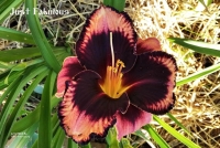 лилейник  Just Fabulous 