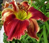 Лилейник Shark Attack (Атака Акулы)